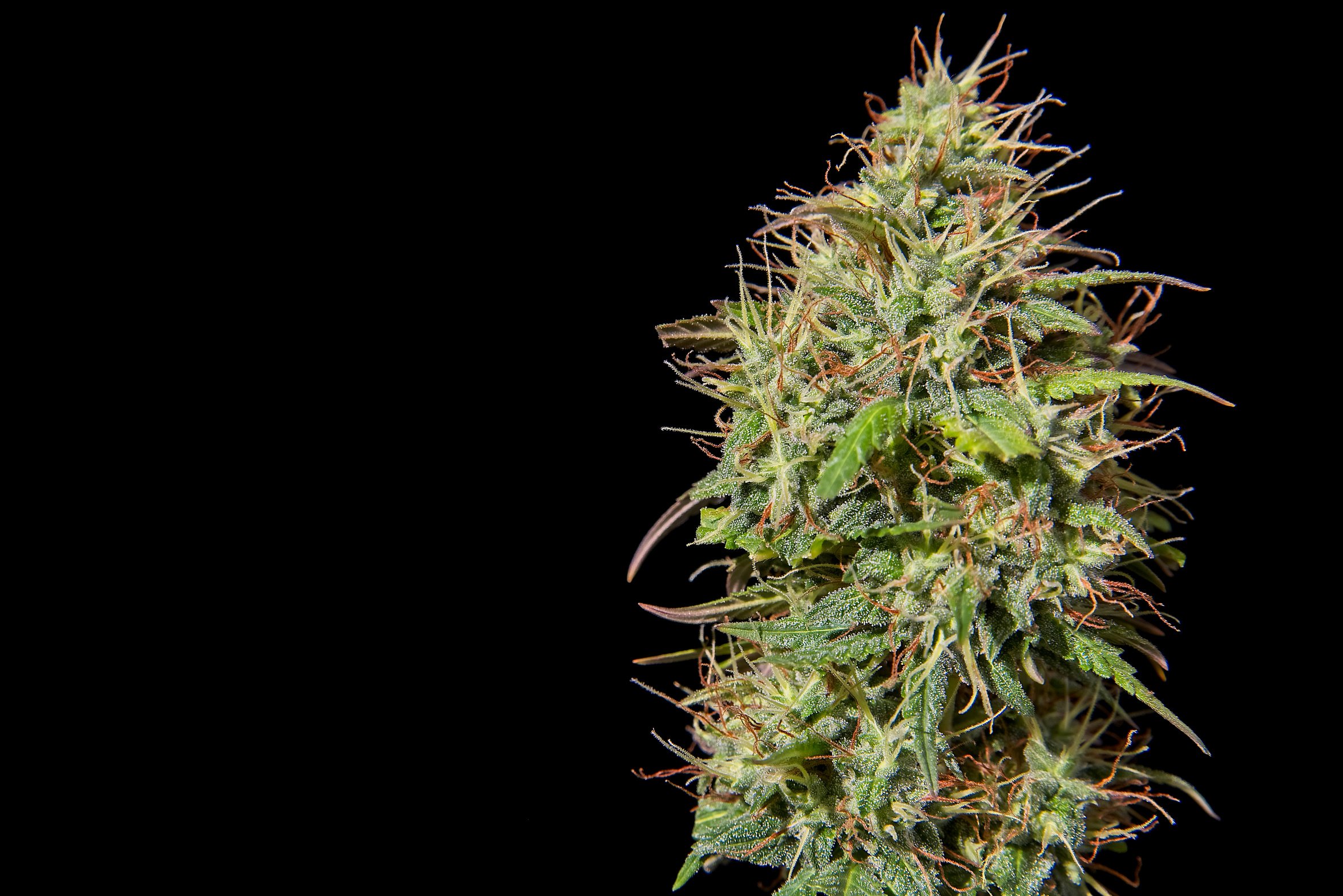 Cannabis bud on black